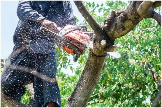 tree services Fort Thompson